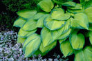 gold_standard_hosta