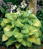 Hosta_guacamole