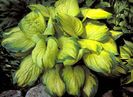 Stained-Glass-Hosta