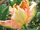 `Apricot Parrot`