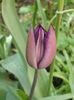 `Negrita`