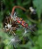 DSCN8934 Pyrrhocoris apterus