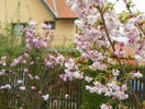 prunus incisa Oshidori si magnolia Susan