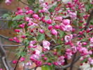 malus Rudolph