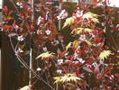 prunus cistena