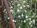 viburnum burkwoodii