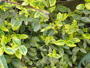 euonymus Emerald n Gold