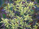 caryopteris Summer Sorbet