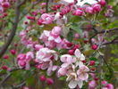 malus Rudolph