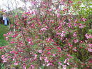 malus Rudolph