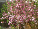 malus Rudolph
