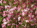 malus Rudolph