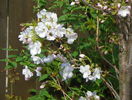 prunus Amanogawa