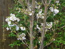 prunus Amanogawa