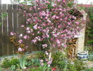 malus Rudolph