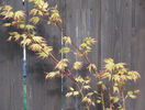 acer palmatum Sango-kaku