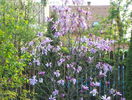 magnolia Susan