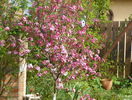 malus Rudolph