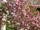 malus Rudolph