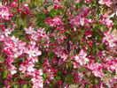 malus Rudolph