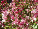 malus Rudolph