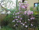 magnolia Susan