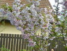 prunus incisa Oshidori