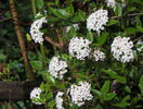 viburnum burkwoodii