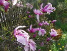 magnolia Susan