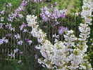 prunus incisa Oshidori si magnolia Susan