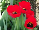 13 apr (38)