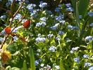 myosotis