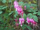 dicentra spectabilis