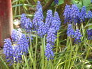 muscari