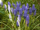 muscari