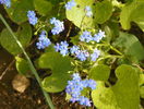 brunnera macrophylla