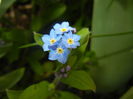Myosotis alpestris (2016, April 04)