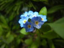 Myosotis alpestris (2016, April 04)