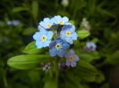 Myosotis alpestris (2016, April 06)