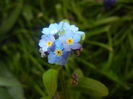 Myosotis alpestris (2016, April 06)