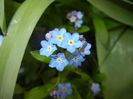 Myosotis alpestris (2016, April 06)