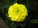 Tagetes_African Marigold (2016, Apr.04)