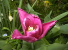 Tulipa Maytime (2016, April 06)