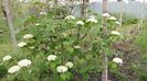 Viburnum