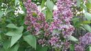 Liliac