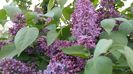 Liliac