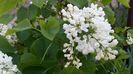 Liliac alb