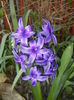 Hyacinth Peter Stuyvesant (2016, Apr.03)