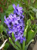 Hyacinth Peter Stuyvesant (2016, Apr.04)
