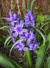 Hyacinth Peter Stuyvesant (2016, Apr.04)